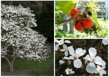 Магнолия кобус (Magnolia kobus)