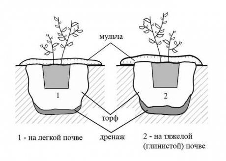 Схема посадки голубики