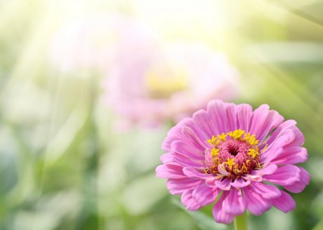 Summer Sunlight Scene: Aster or Dahlia Flowers on Green Grass Background