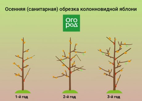 Осенняя/санитарная обрезка колонновидной яблони