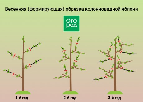 Весенняя/формирующая обрезка колонновидной яблони