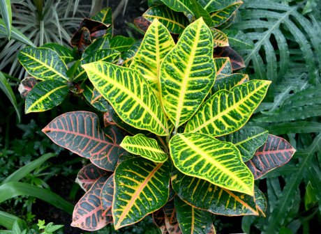 Codiaeum motley (Codiaeum variegatum (L.) Rumph. ex A.Juss.), top view