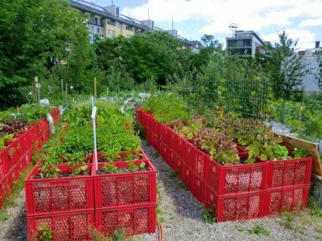 Высокие грядки в огороде