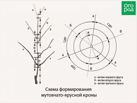 схема формирования мутовчато-ярусной кроны