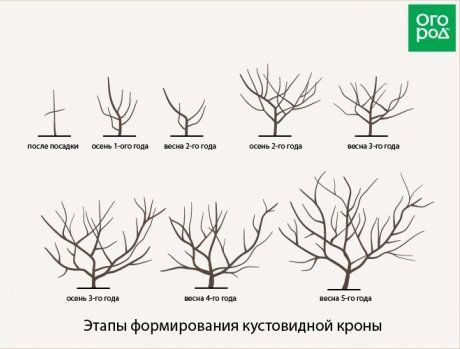 кустовидная форма кроны дерева