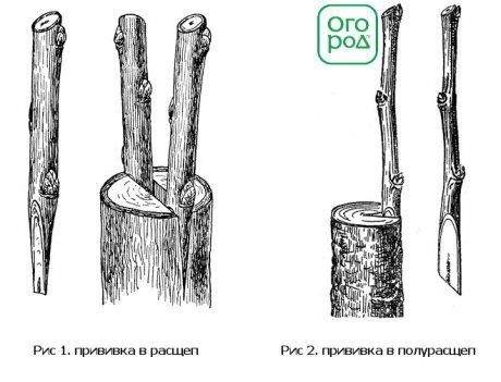 два вида прививки в расщеп и полурасщеп