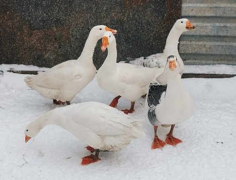 Болезни у гусят: признаки и лечение