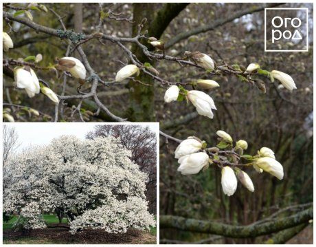 Магнолия кобус (Magnolia kobus)