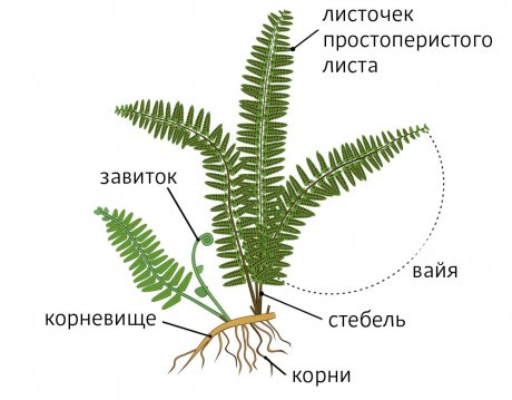 строение папоротника