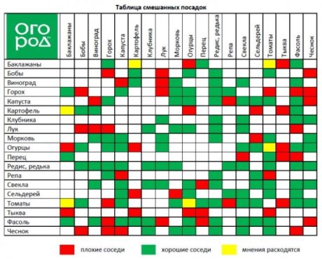 Таблица смешанных посадок, какие культуры можно высаживать рядом