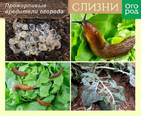 слизни и улитки меры борьбы