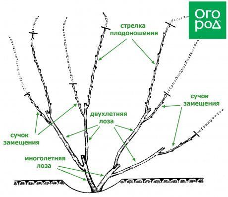 устройство виноградного куста