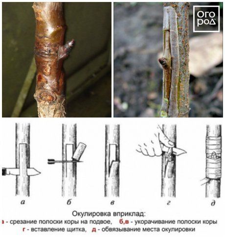 Окулировка яблони в приклад