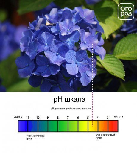 гортензия с голубыми цветками и баланс ph