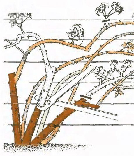 Схема обрезки плетистой розы