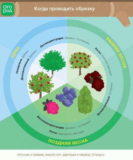 когда и какие растения нужно обрезать