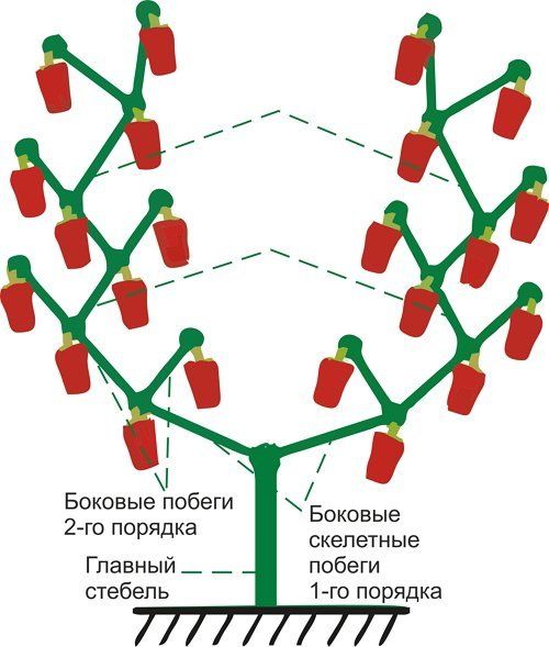 как формировать куст перца и баклажана. Смотреть фото как формировать куст перца и баклажана. Смотреть картинку как формировать куст перца и баклажана. Картинка про как формировать куст перца и баклажана. Фото как формировать куст перца и баклажана