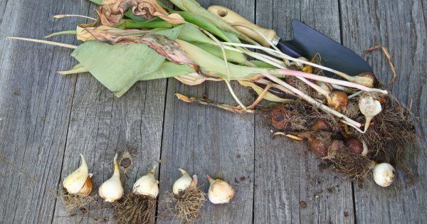 Луковицы тюльпанов когда сажать как выращивать когда выкапывать и как хранить зимой Посадка и выращивание дома спасение замерзших луковиц 37 фото