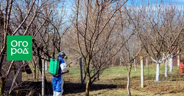 Секреты профессионалов как предотвратить появление дротянки на вашем участке