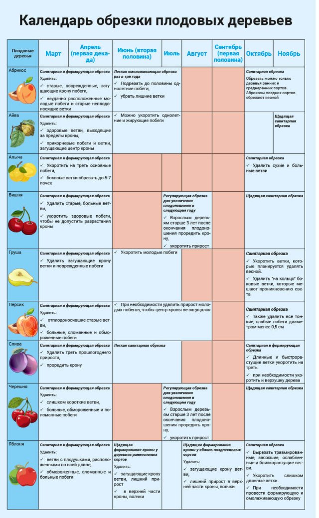 Календарь обрезки плодовых деревьев