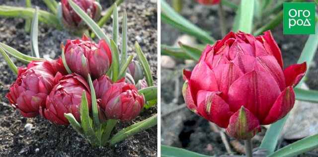 Сегодня выведено так много разновидностей тюльпанов, что порой некоторые их сорта больше похожи на другие растения, чем на своих 