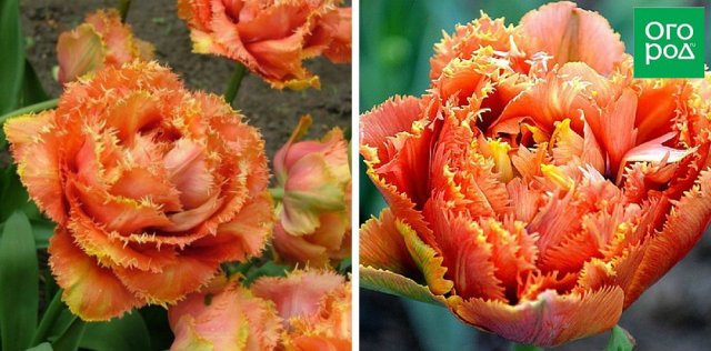 Сегодня выведено так много разновидностей тюльпанов, что порой некоторые их сорта больше похожи на другие растения, чем на своих 