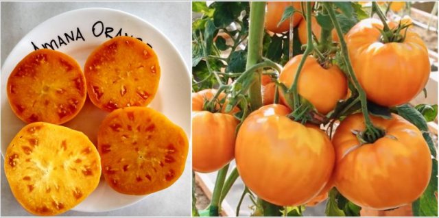 Томат Амана Оранж (Amana orange)