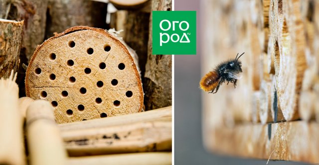 hmyz opylovači dům pro včely jak přilákat