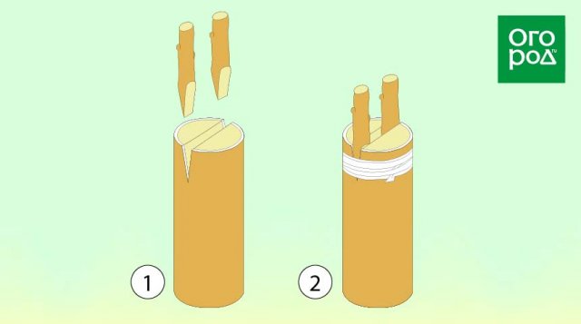 Схема прививки деревьев черенками