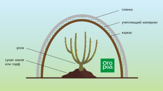 Чем утеплить розы на зиму от морозов