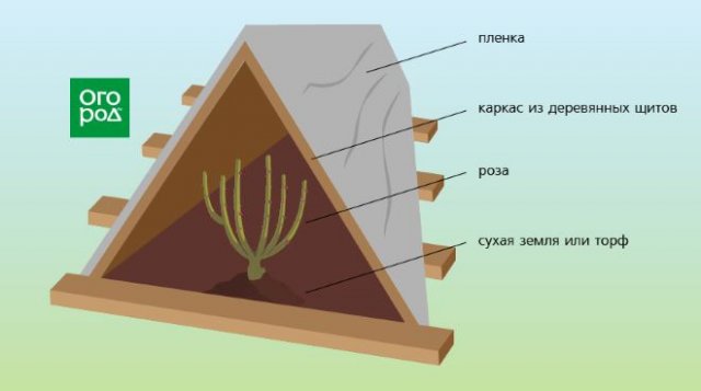 Чем утеплить розы на зиму от морозов