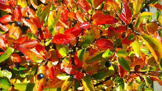 Cotoneaster lesklý