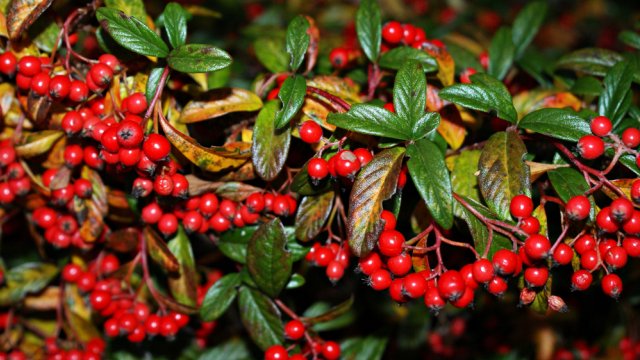 Cotoneaster willifolia