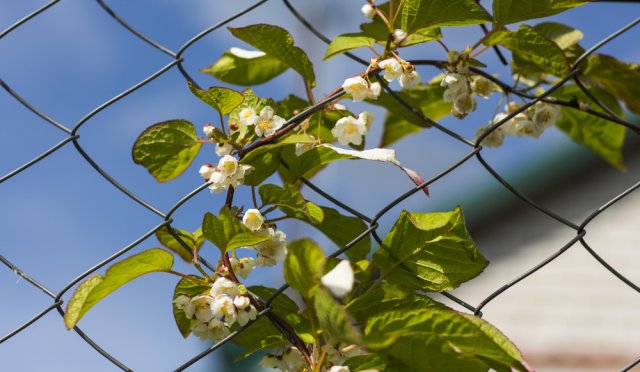 Actinidia se plazí podél plotu