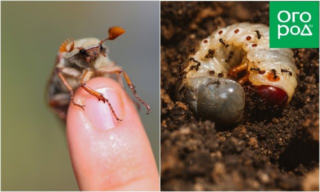Фото личинок медведки и майского жука различия