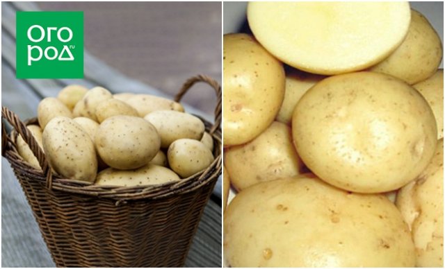 Картофель ариэль фото. Сорт картофеля Ариэль. Картофель семенной Вымпел. Ультраранние сорта картофеля. Сорт картофеля Вымпел.