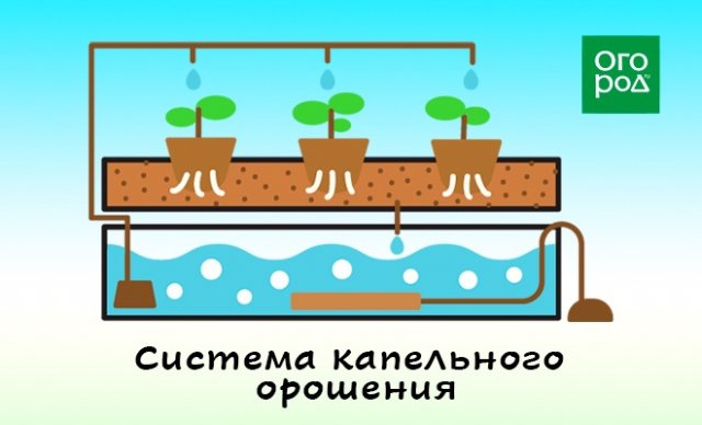 Гидропоника оборудование для выращивания цветов дома