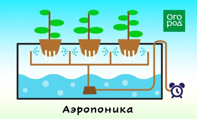 Гидропоника оборудование для выращивания цветов дома