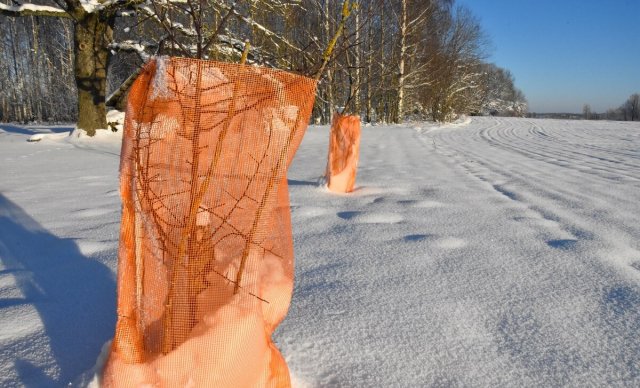 Зачем белить стволы деревьев осенью