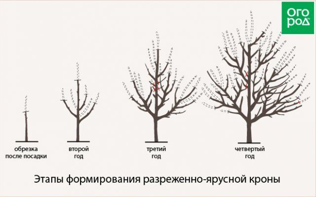 этапы формирования разреженно-ярусной кроны