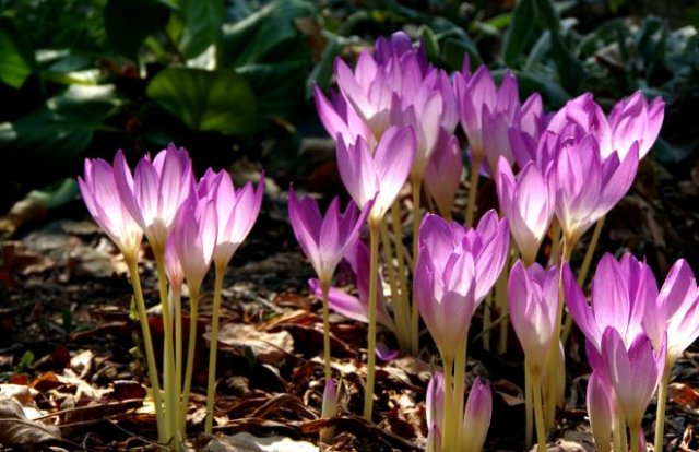 3. Безвременник осенний (Colchicum autumnale) 