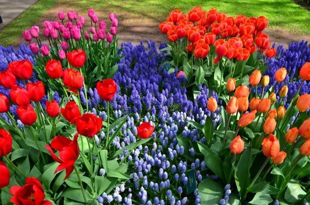 Colorful blooming tulips in Keukenhof park in Netherlands