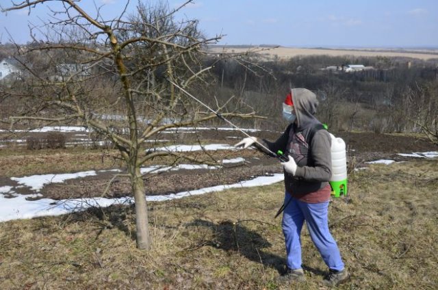 Ošetření jabloní před chorobami a škůdci