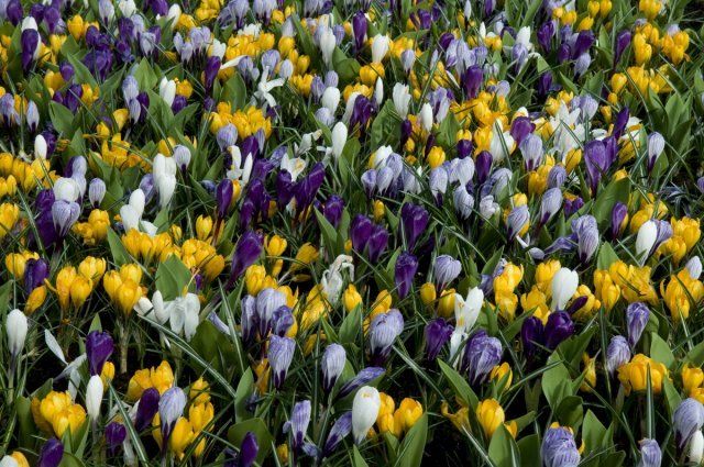 There are many multi-colored crocuses on the photo. Such flowerbed is characteristic for spring.