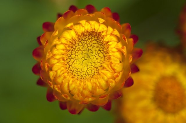 Close up strawflower