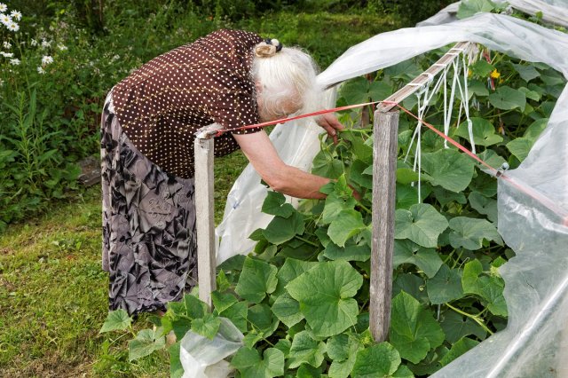 Защита огурцов