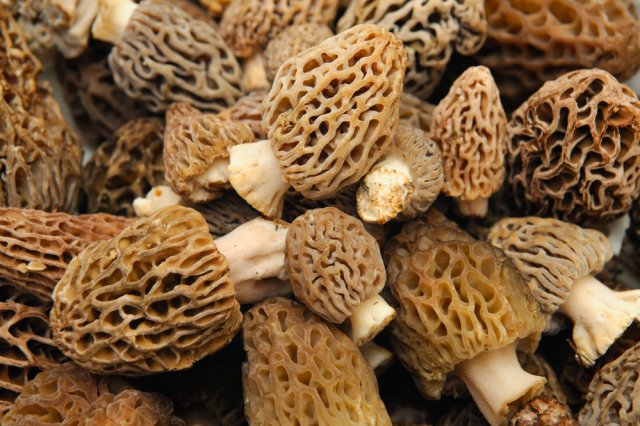 Morel's are distinctive mushrooms and appear honeycomb-like in that the upper portion is composed of a network of ridges with pits between them.The ascocarps are prized by gourmet cooks, particularly for French cuisine.