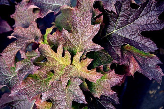 Hortensia oaky