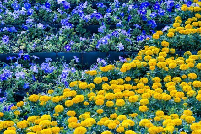 Spring background flower border. Yellow and blue flowers