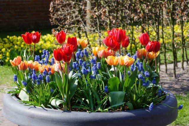 Beautiful multicolored tulips and blue flowers on spring flowerbed.